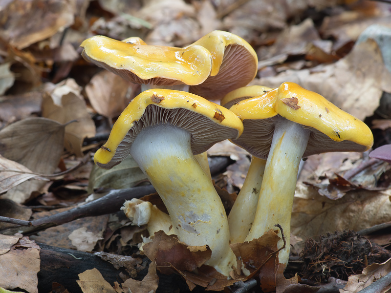 Cortinarius delibutus